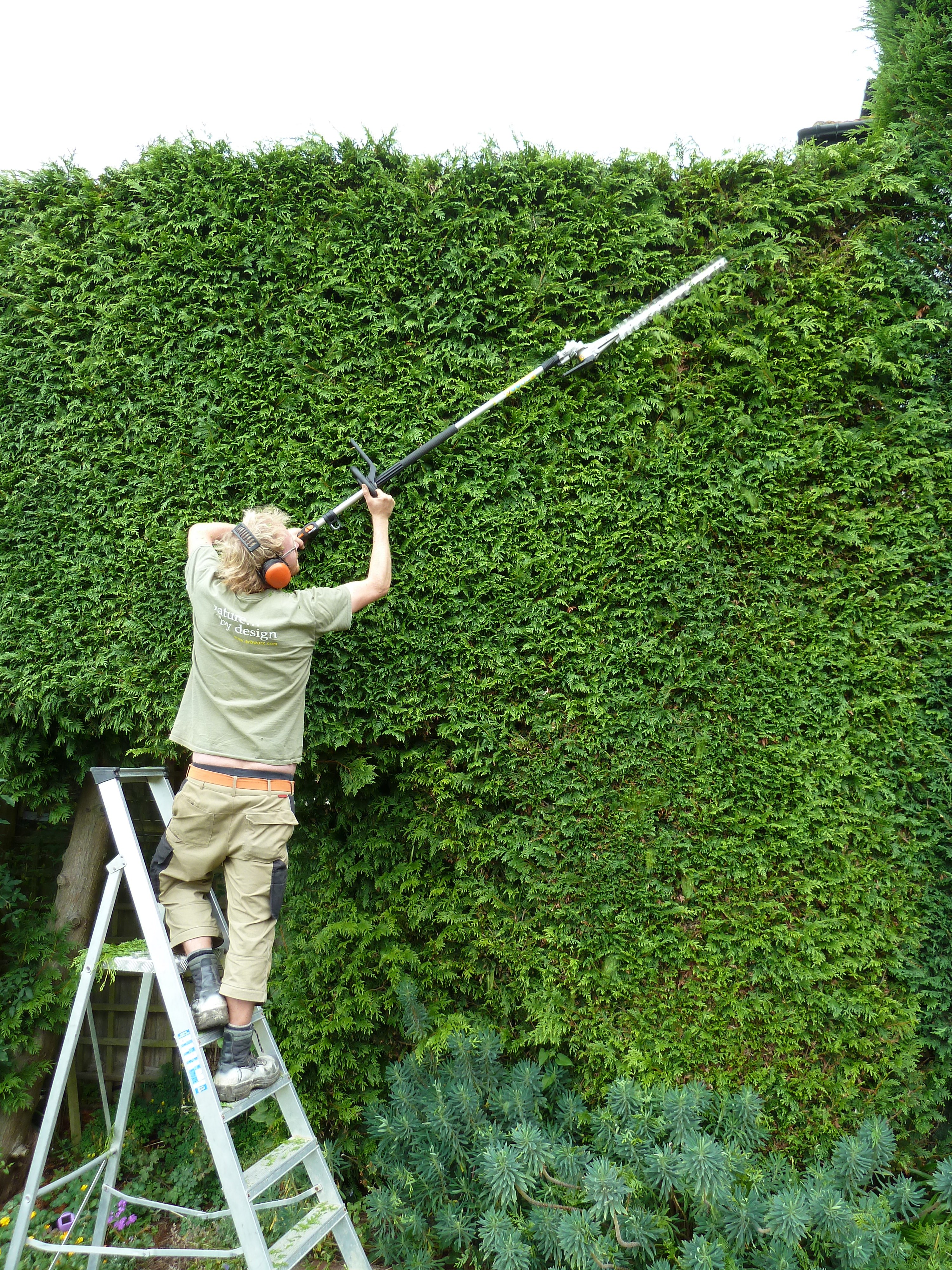Pruning a conifer hedge at a nursing home with long reach hedge cutters Arbworx
